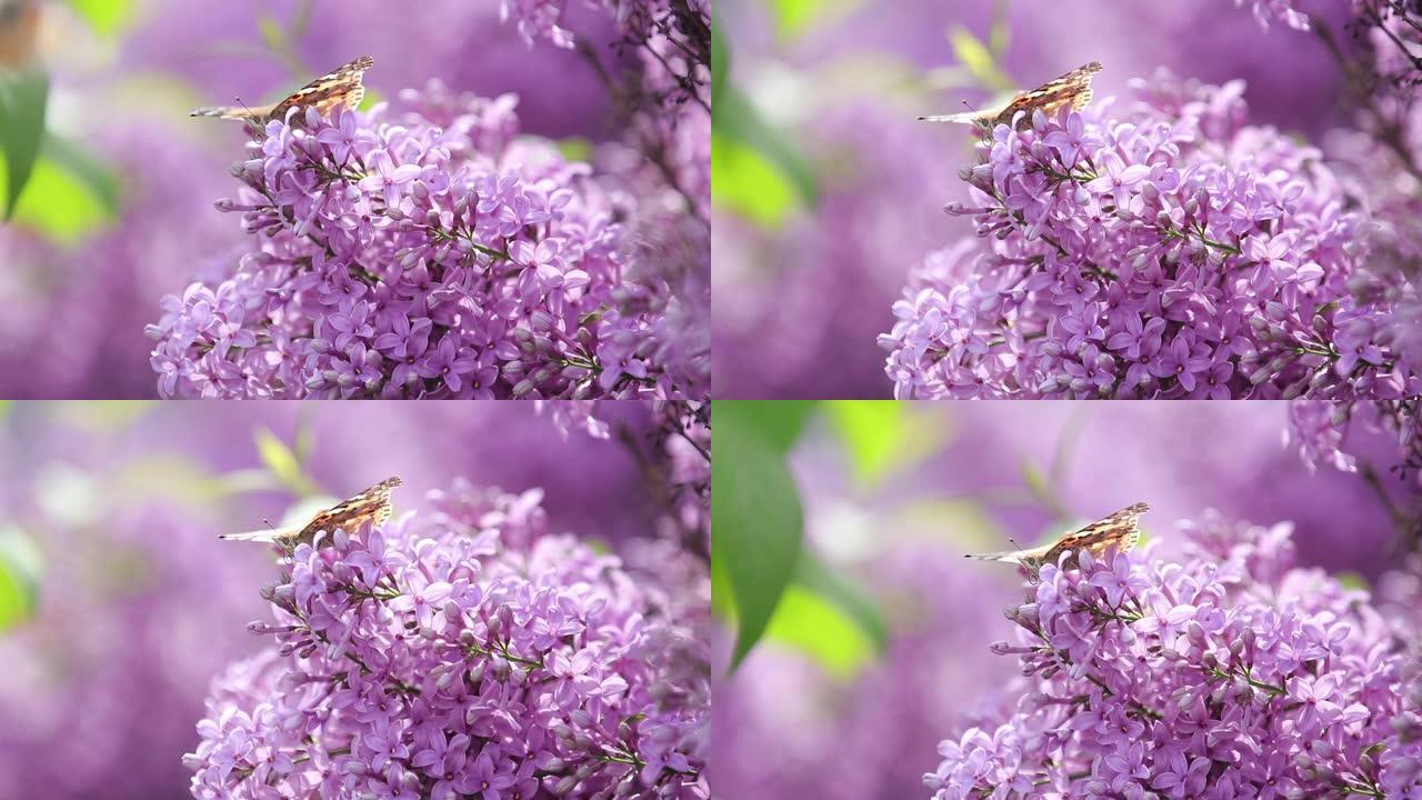 在阳光明媚的春天，花在盛开的丁香花上画蝴蝶 (Vanessa Cynthia cardui)。浅场深