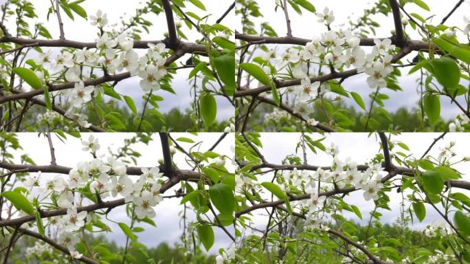 强风吹拂着梨子树枝。美丽的年轻果树花园。树木盛开。春天花园里盛开的梨树树枝，白色的花朵和年轻的绿色叶
