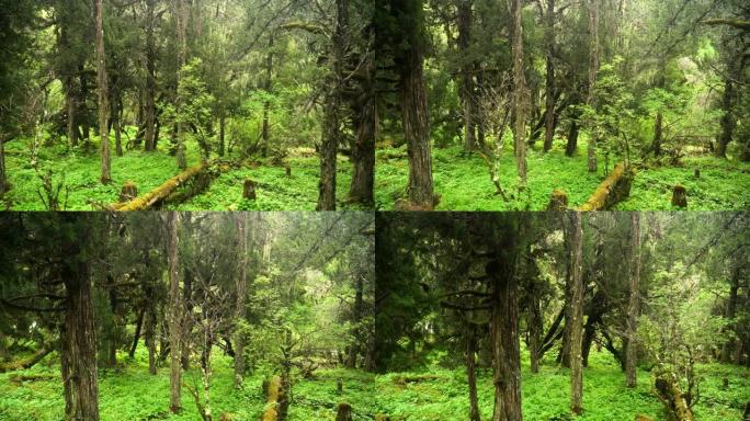 手持视图: 沿着徒步旅行，您可以看到中国四川省四姑娘山国家公园昌平沟谷或昌平谷的Cypree树群落