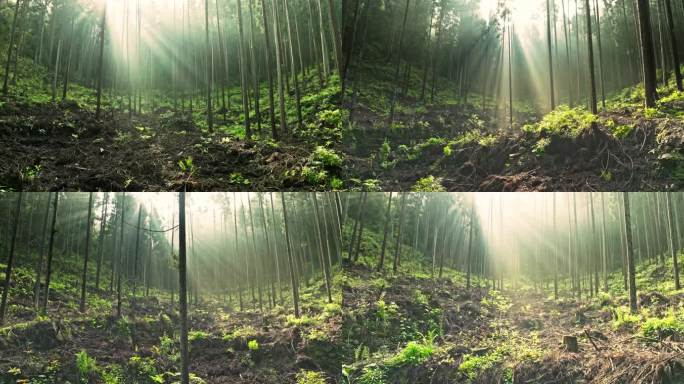 【正版原创实拍】山区森林晨雾唯美天然氧吧