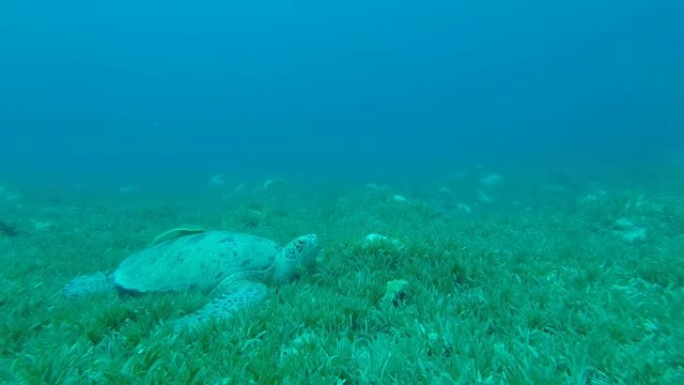 贝壳上有一条鱼的海龟躺在绿色的海草中。绿海龟-Chelonia mydas和Remora fish 
