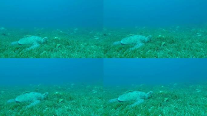贝壳上有一条鱼的海龟躺在绿色的海草中。绿海龟-Chelonia mydas和Remora fish 