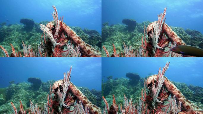 海参 (Bohadschia graeffei) 以珊瑚礁Gorgonia为食