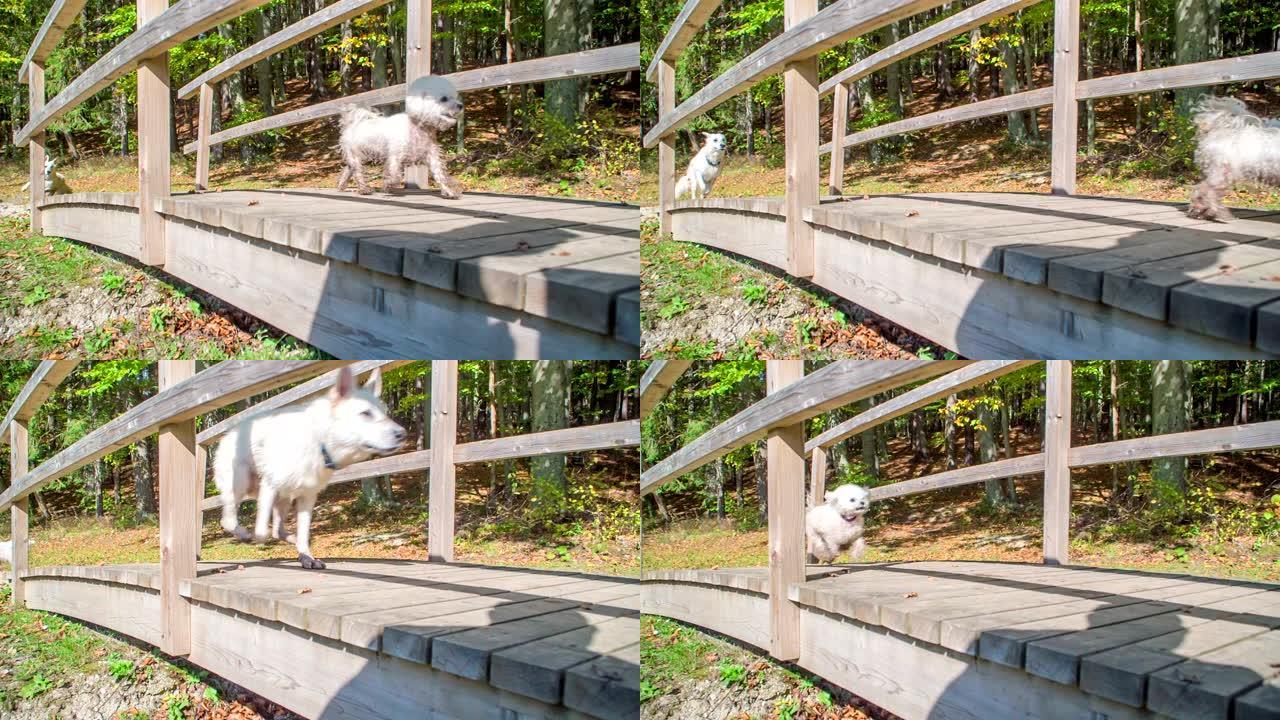白狗在木桥上一个接一个地奔跑
