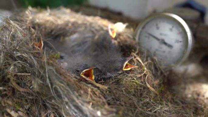 惊人的新生鸟类生物在阳光下在巢中等待食物