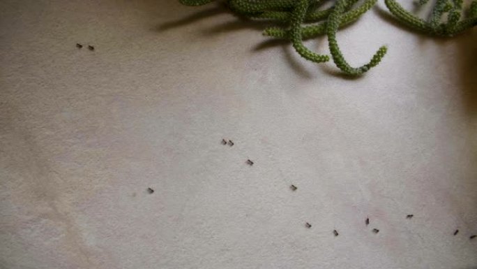 夏天，蚂蚁在厨房的桌子上奔跑