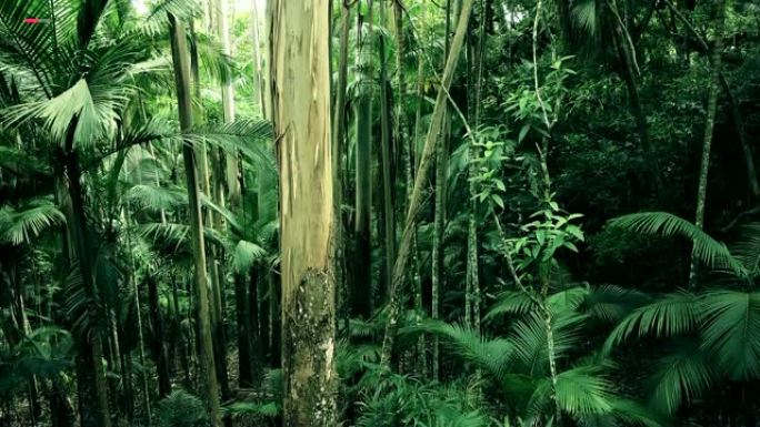 巴西夏季绿色亚马逊热带森林中的无人机。