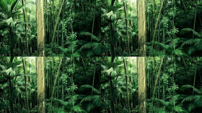 巴西夏季绿色亚马逊热带森林中的无人机。