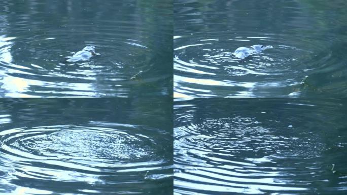 野生鸭嘴兽潜水前在水面游动