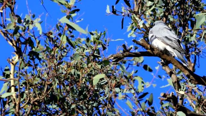 单面具木燕子，Artamus personatus，在树上