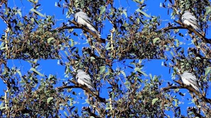 单面具木燕子，Artamus personatus，在树上