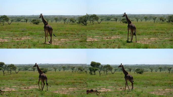 年轻的长颈鹿在非洲的草原上行走，灌木丛和荆棘丛生