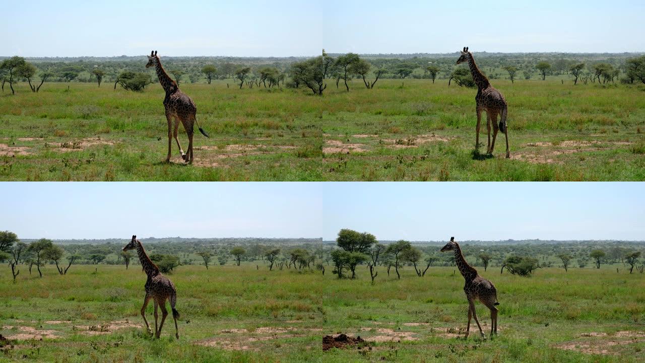 年轻的长颈鹿在非洲的草原上行走，灌木丛和荆棘丛生