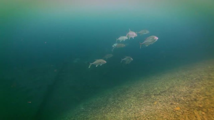 蓝鳍海鱼