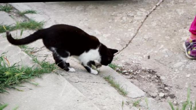 狡猾的黑白猫寻找棍子