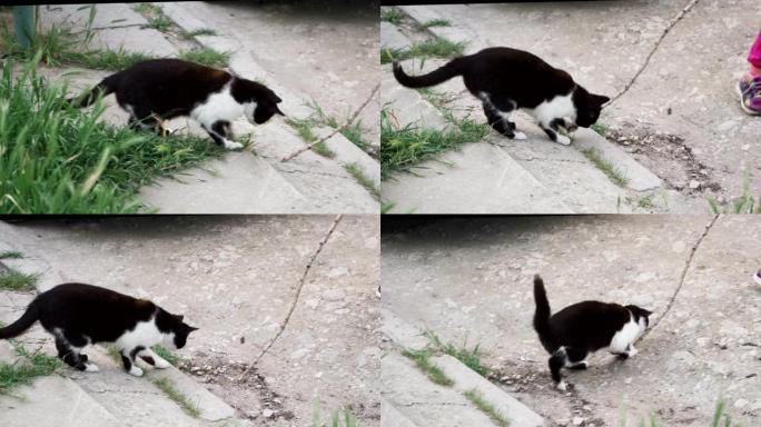 狡猾的黑白猫寻找棍子