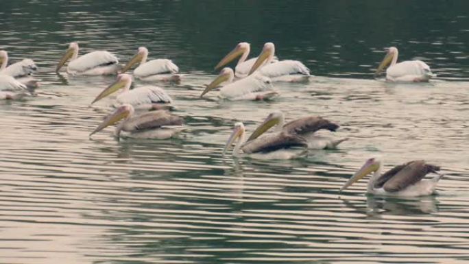 鹈鹕中队在湖里寻找食物。