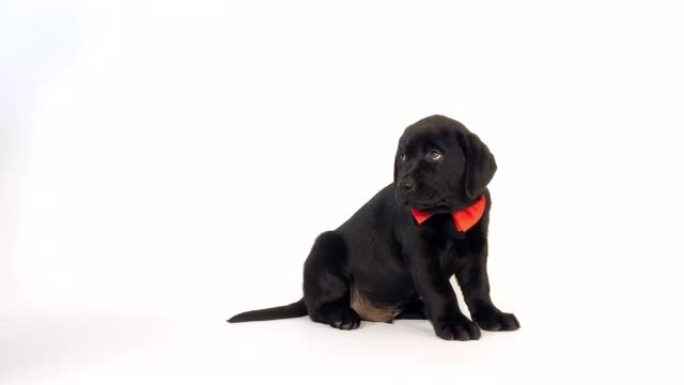 Black Labrador Retriever, Puppy wearing a Bow Tie 