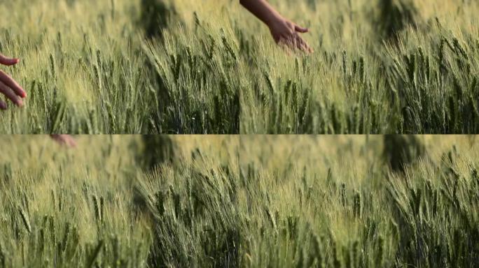 女性手抚摸黑麦的耳朵，轻风，农业概念