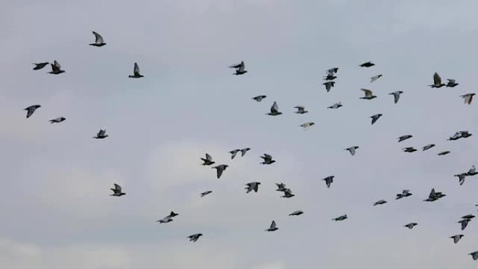 一群速度赛鸽在多云的天空中飞翔