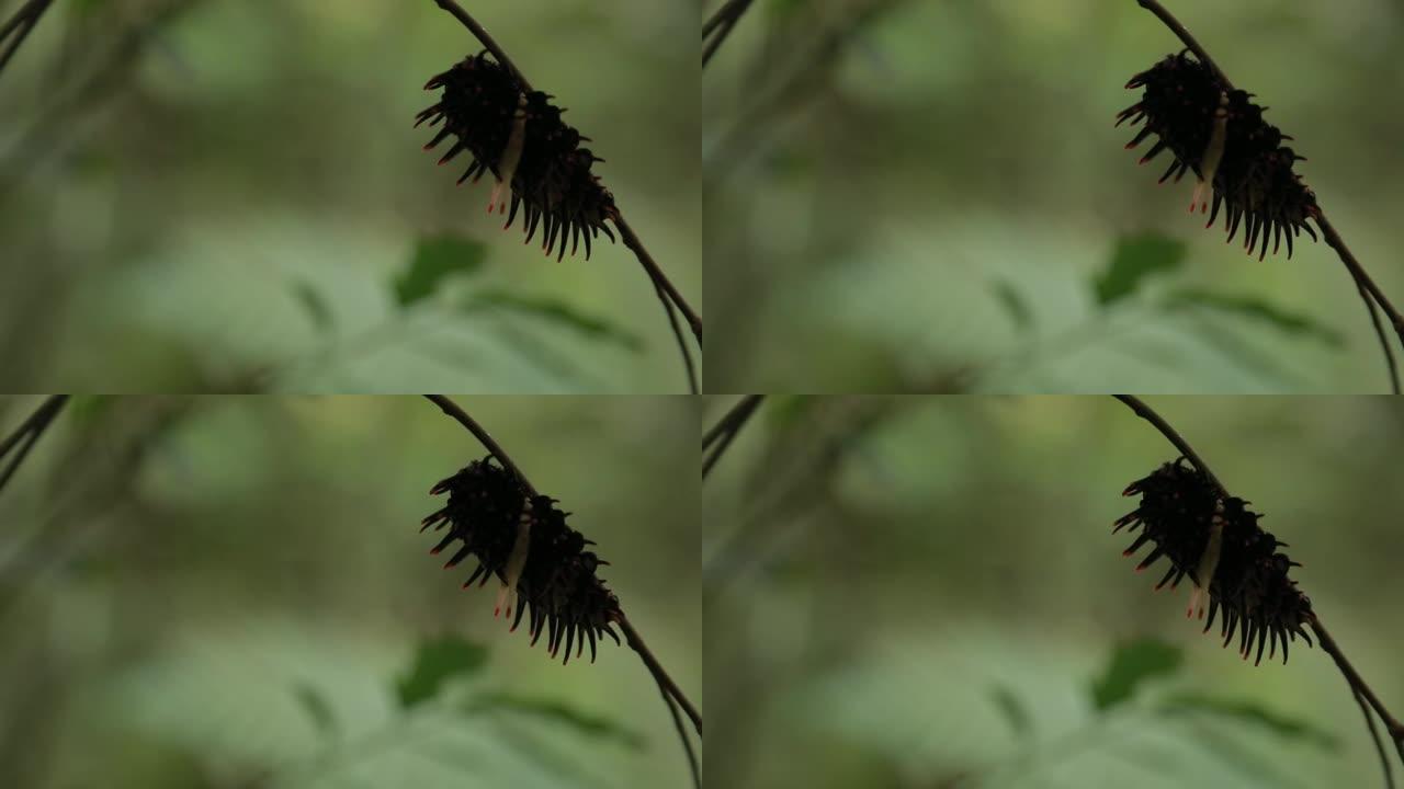金鸟翅毛毛虫与触手野生动物在台湾山区，