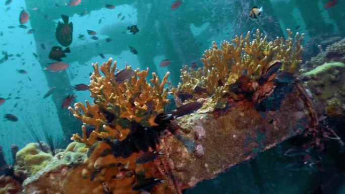 创新环境保护水下人工珊瑚礁苗圃