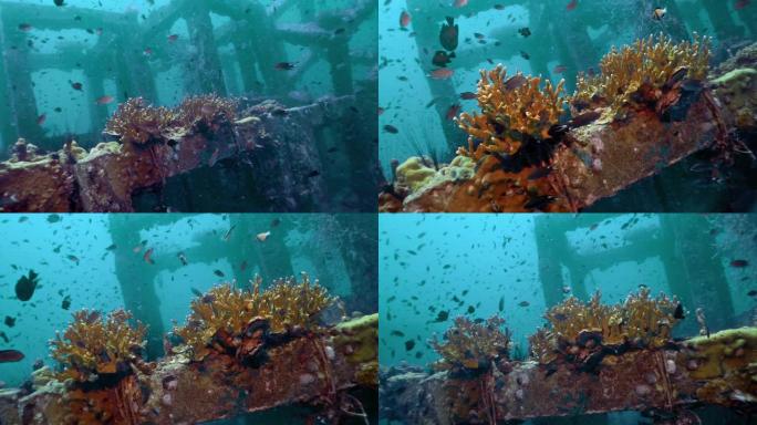 创新环境保护水下人工珊瑚礁苗圃