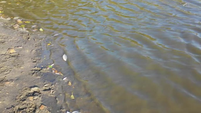 死鱼在有泥的干燥池塘和排水的繁殖池塘中。浅层地面上的鲤、鲈鱼、蟑螂等鱼体。欧洲的旱季