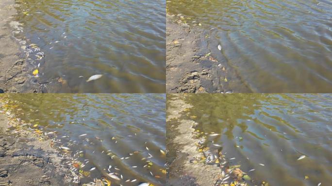 死鱼在有泥的干燥池塘和排水的繁殖池塘中。浅层地面上的鲤、鲈鱼、蟑螂等鱼体。欧洲的旱季