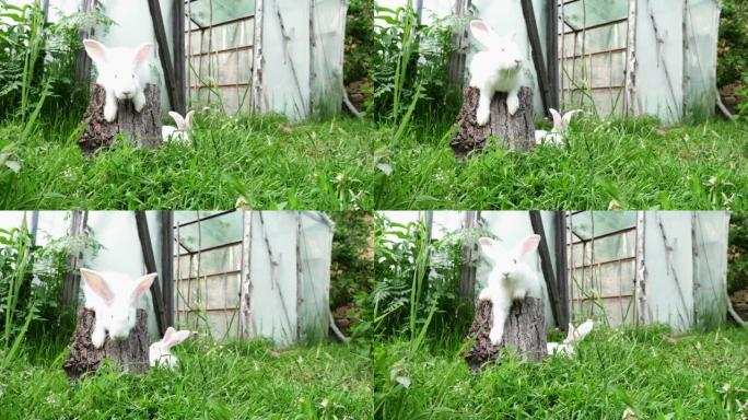 花园之王。一只蓬松的白兔坐在花园里的一只小兔子上。