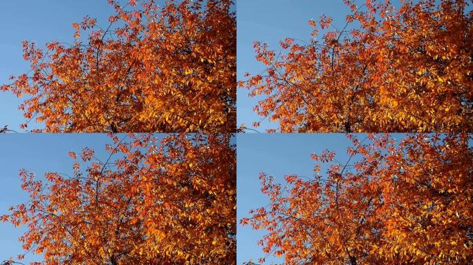 树上的秋天红叶。