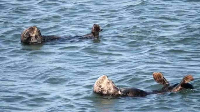 海獭海獭