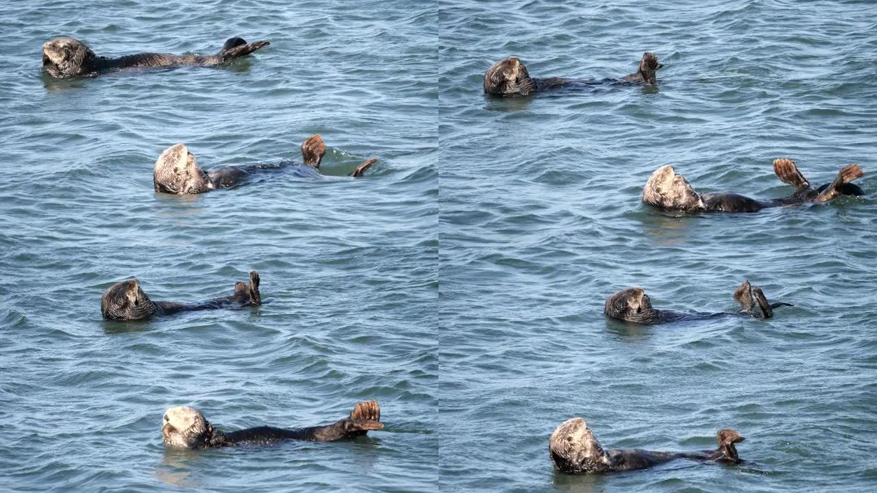 海獭海獭