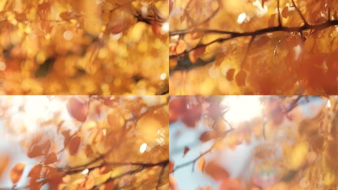 秋季自然美女模糊黄色树叶阳光明媚