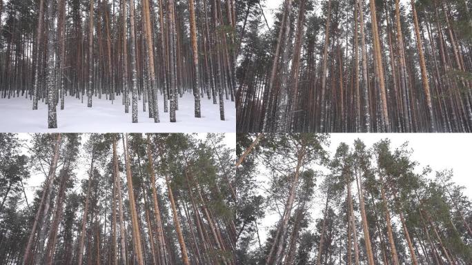 冬季森林松树雪