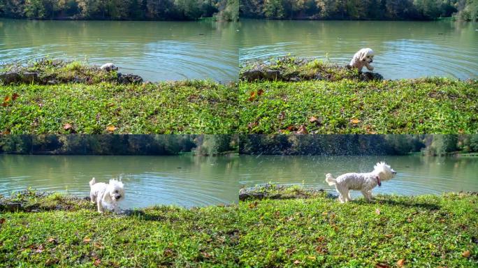 一只狗在水里游泳