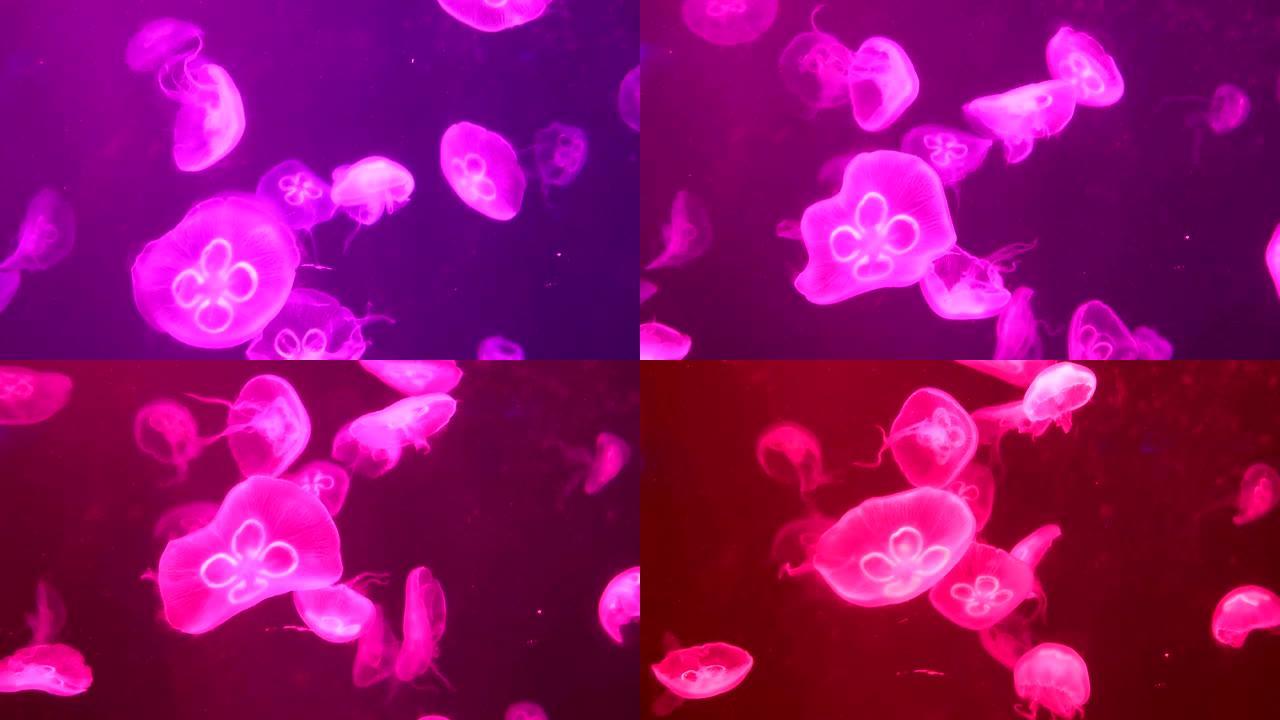 许多粉红色的水母在红色背景上游泳