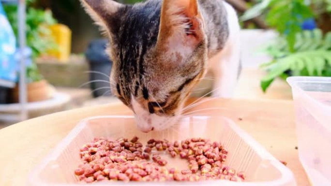 可爱的猫吃食物，动物肖像。