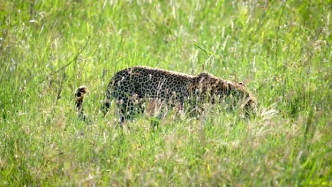 野豹在非洲大草原的高草丛中行走和躲藏