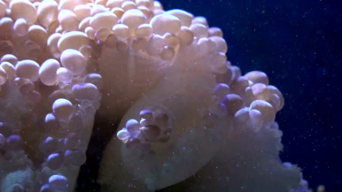 泰国水族馆的珊瑚