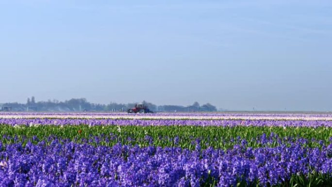 农夫在紫色的郁金香地里工作
