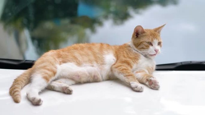 可爱的姜虎斑猫躺在白色汽车上机敏地环顾四周，专注于它的眼睛，4k镜头，慢动作。