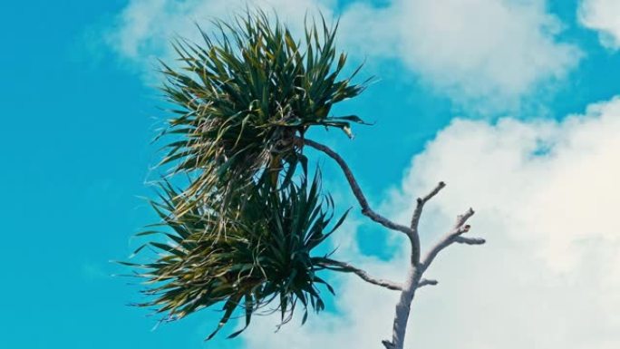 露兜树棕榈树别名在热带海洋海岸刮风的天气中螺旋松叶和树枝