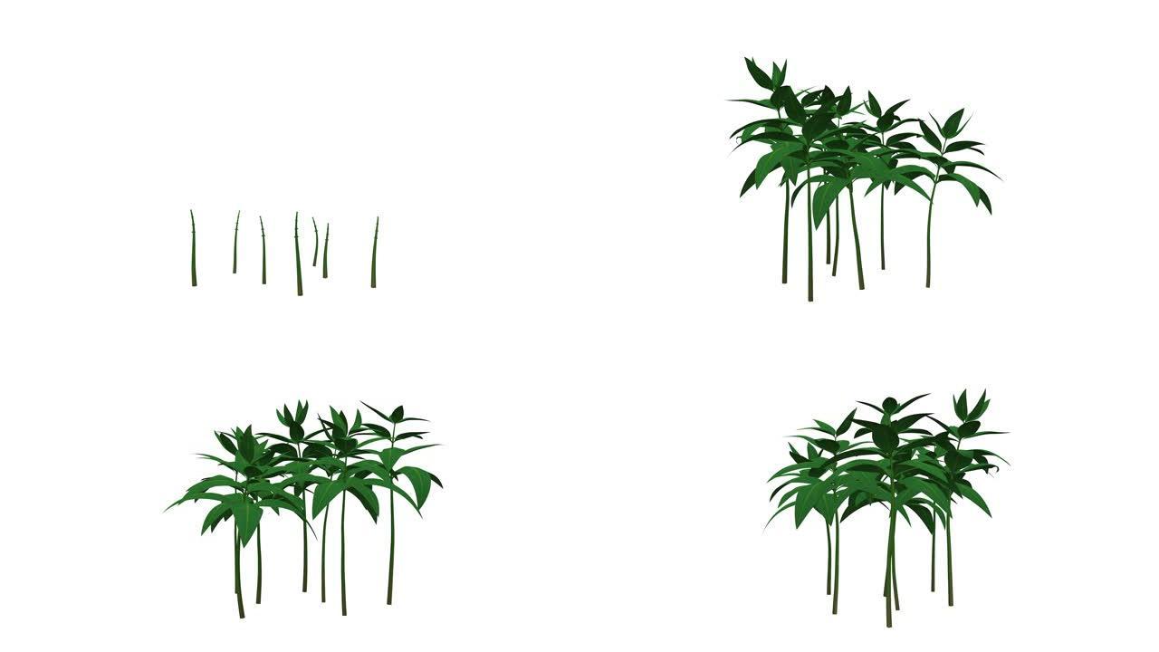 孤立在白色背景上生长的逼真植物的3d渲染
