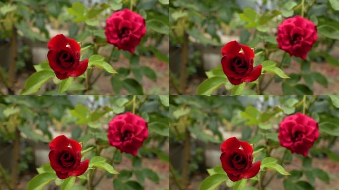 两朵花园红玫瑰。前景是玫瑰花蕾，背景是玫瑰花蕾。4k视频