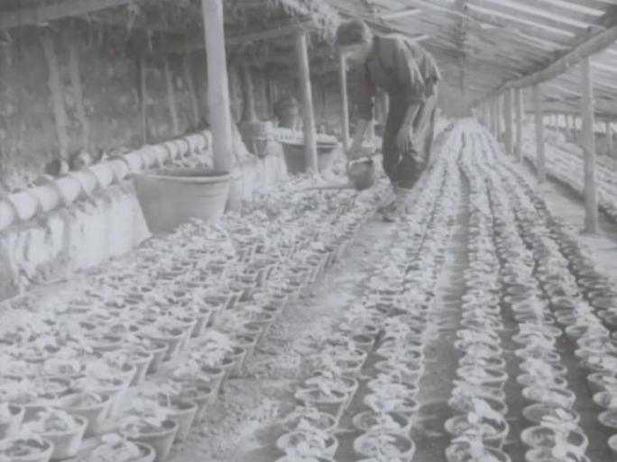 60年代 大棚蔬菜 温室大棚 种植 农业