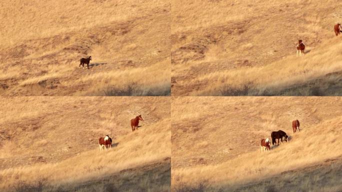 三匹马在山坡上放牧