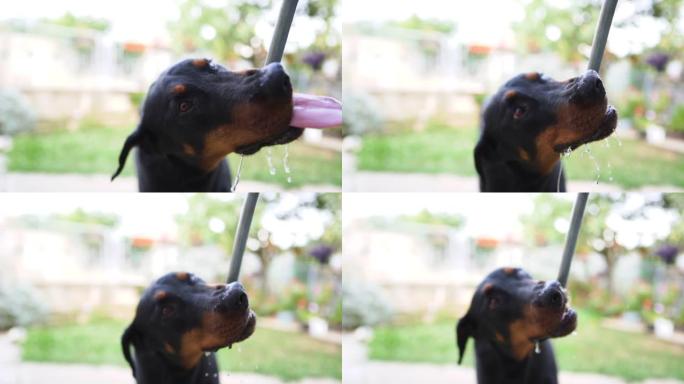 杜宾犬用水龙头在后院喝水