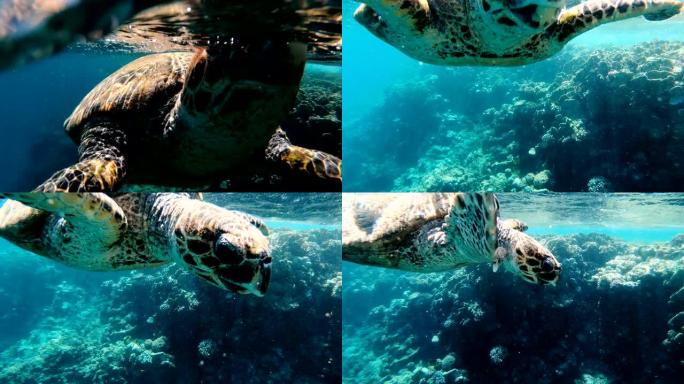 海龟。海龟在红海中游泳