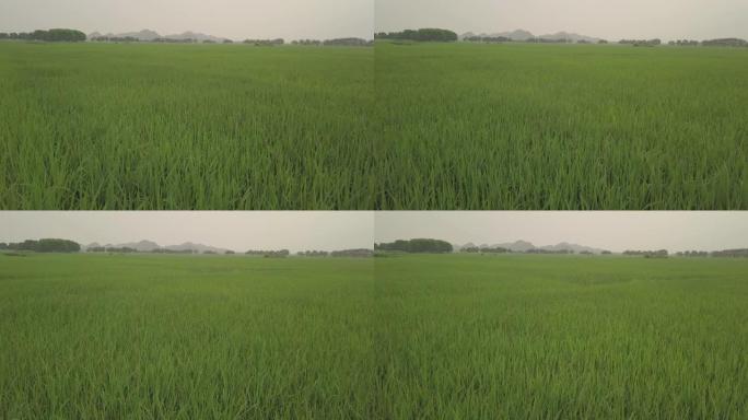 轻轻地飞过稻田。越南的空中无人机镜头